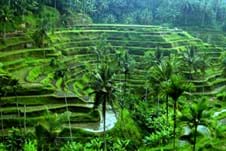UBUD